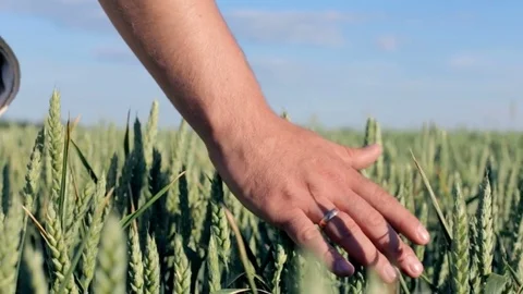 Hands of farmer in wheat field gently touching wheat ears Vídeo Stock 77781360