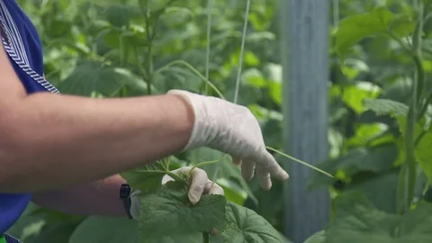 Hands of a farmer in white gloves tie up shoots of growing culture. Stock Footage 77707980