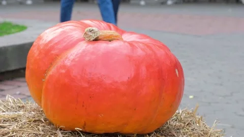 Hands of a farmer who picks up a large pumpkin from the ground. Close up Stock Footage 140972102