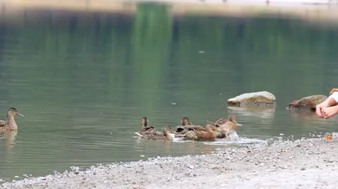 Hands feeding the ducks Video stock 12301885