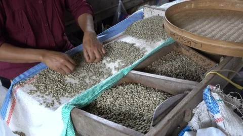 Hands of female worker selecting freshly harvested coffee beans Indonesia Asia Vídeo Stock 78434308