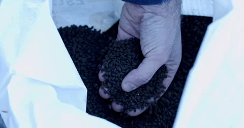 Hands filled with seeds pouring from a grain bag in the afternoon sun Stock Footage 321423609