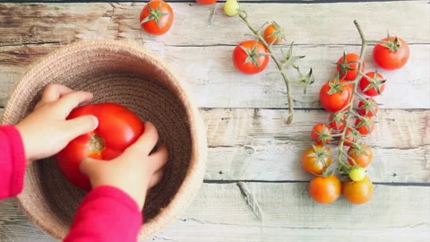 Hands filling a woven basket with variety of tomatoes Stock Footage