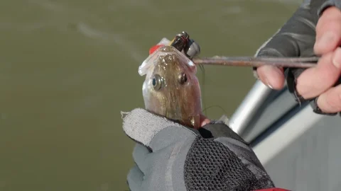 Hands of fisherman in gloves pulling hook out of perch's mouth. Close up of Stock Footage 124309389