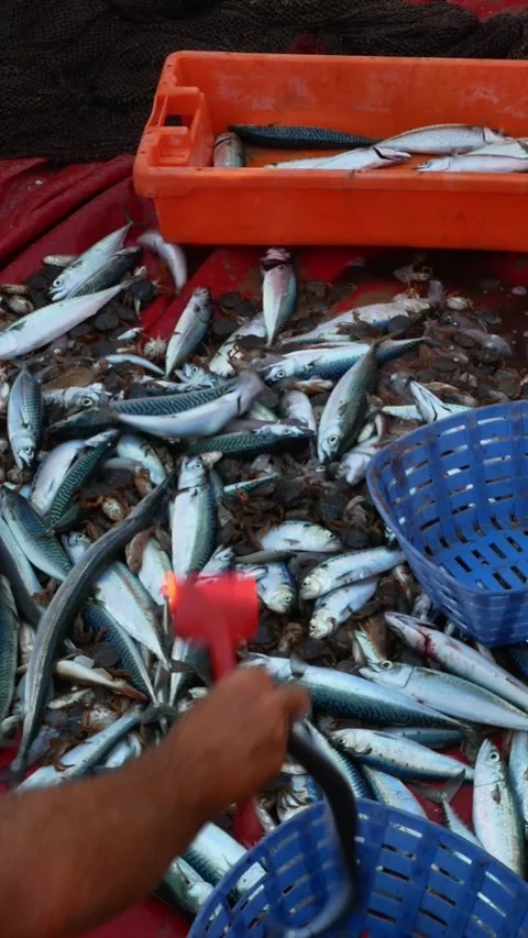 Hands of Fishermen Sorting  Caught Catch Fish In Plastic Containers Stock Footage 282540388