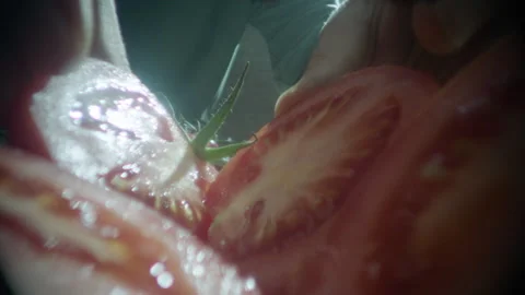 Hands fix a tomatoes laowa camera Video stock 198146782