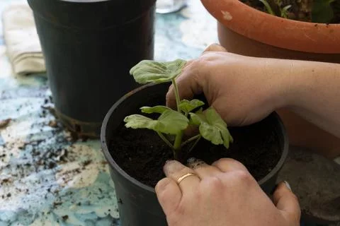 Hands in the foreground doing gardening work Stock Photos