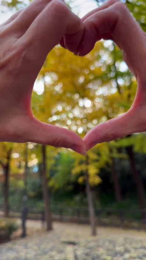 Hands form heart shape against golden autumn trees in sunny park. Heart gesture Stock Footage 343476294