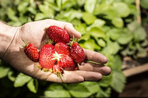 Hands with fresh strawberries Stock Photos
