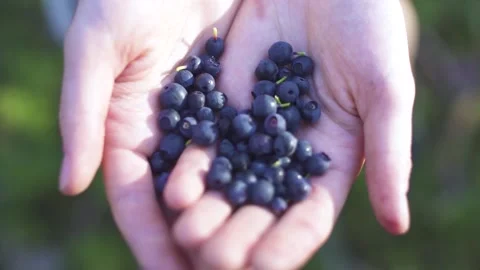 Hands full of  fresh forest berries eco food Stock Footage 185003759