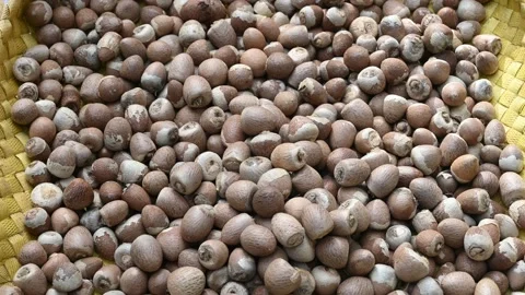Hands full of peeled out Areca nuts on the woman's hands and falling down Video stock 229487132
