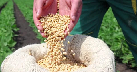 Hands full of soybean in jute sack Stock Footage 155674859