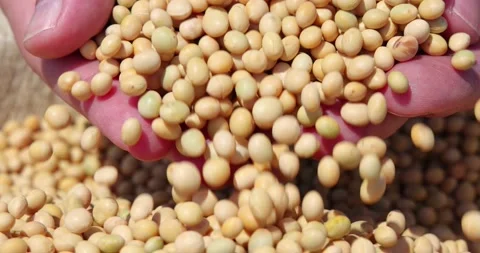 Hands full of soybean in jute sack 스톡 동영상 155676269
