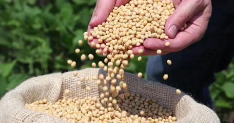 Hands full of soybean in jute sack, slow motion Stock Footage 155676660