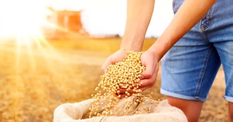 Hands full of soybean in jute sack and combine harvester at sunset, slow motion Stock Footage 251578181