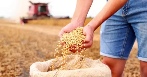 Hands full of soybean in jute sack and combine harvester, slow motion Video stock 251582426
