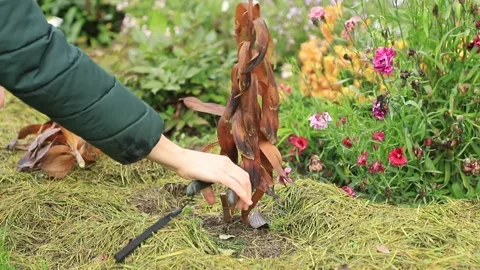 Hands of a gardener cutting back a dead plant stalk during seasonal garden Stock Footage 320879057
