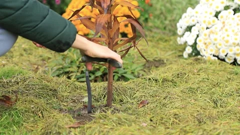 Hands of a gardener cutting back a dead plant stalk during seasonal garden Stock Footage 320879059