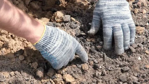 Hands of gardener in gloves preparing the ground for planting seedlings Stock Footage 201188357