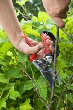 Hands of gardener pruning black current with secateurs Stock Photos