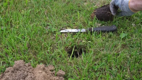 Hands of gardener setting a mole trap Stock Footage 250346120