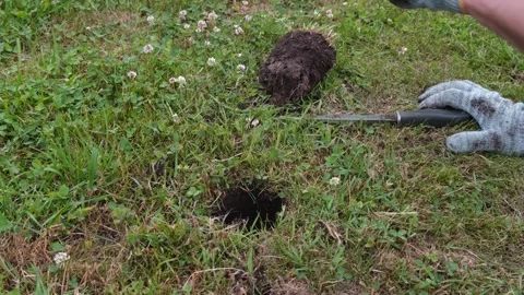 Hands of gardener setting a mole trap Stock Footage 256162663