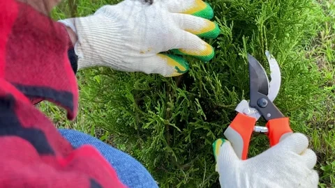Hands of  gardener which is engaged in decorative pruning of thuja. Stock Footage 204097656