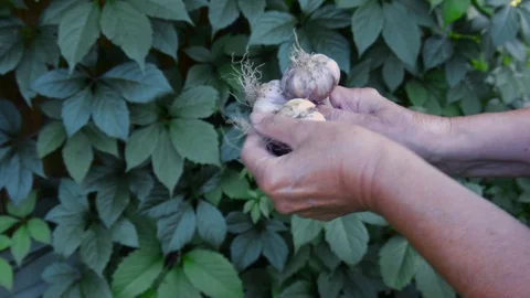 Hands With Garlic Video stock 82484352