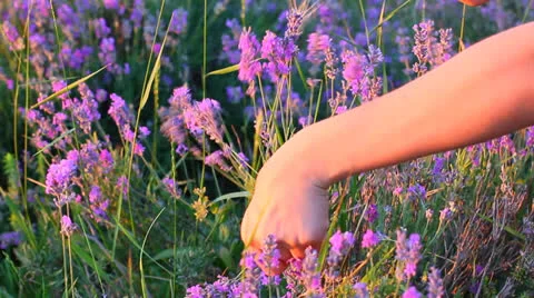 Hands gathering lavender plants in a field Stock Footage 24950185