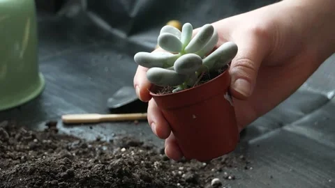 Hands Gently Caring for Small Succulent Plant Indoors Video stock 310959604