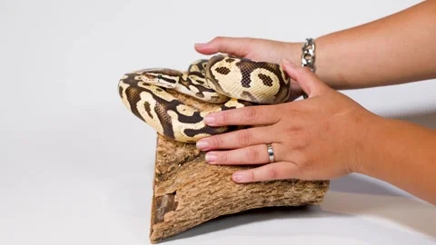 Hands Gently Handling Ball Python on Wooden Perch Video stock 324844339