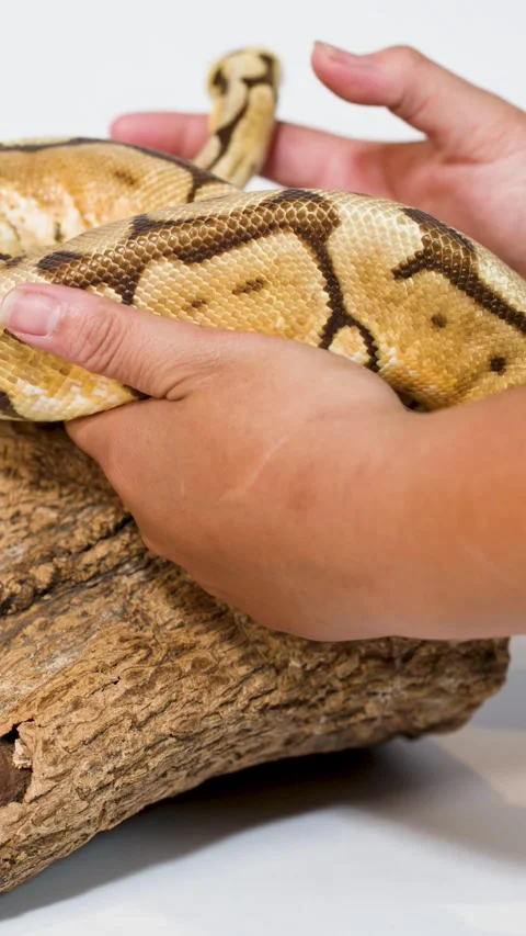 Hands Gently Handling Ball Python On Wooden Log Stock Footage 324844710