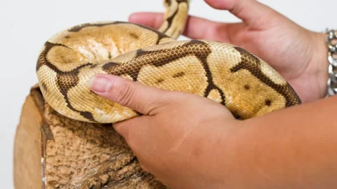 Hands Gently Handling Ball Python On Wooden Log Stand Stock Footage 324883568