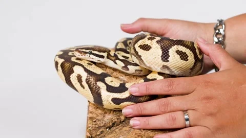 Hands Gently Handling Coiled Ball Python on Perch Stock Footage 324025725