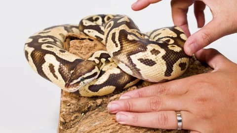 Hands Gently Handling Coiled Ball Python on Perch Stock-Footage 324889544