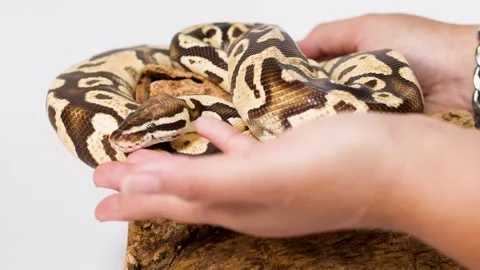 Hands Gently Handling Coiled Ball Python on Cork Bark Stock Footage 325155768