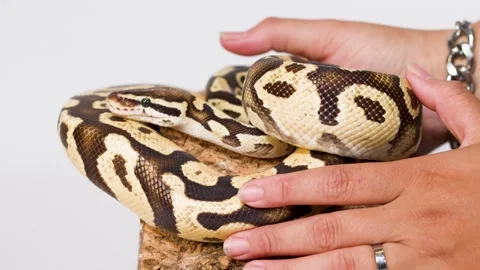 Hands Gently Handling Coiled Ball Python on Perch Video stock 326272896