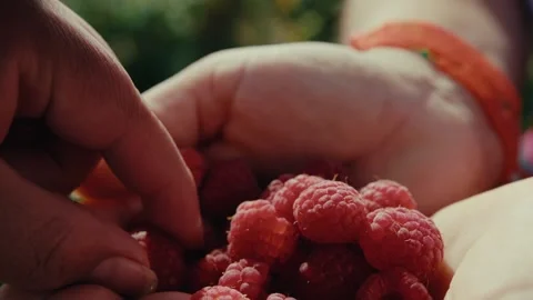 Hands gently hold fresh, plump raspberries. Colorful skin shows natural texture Stock Footage 337959240