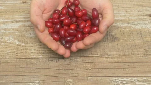 Hands Gently Holding a Bountiful Collection of Vibrant Red Beans on a Rustic Stockbeeldmateriaal 283901049