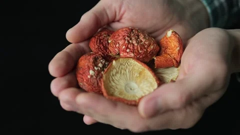 Hands gently holding dried red fly agaric mushrooms with textured caps. Symboliz Stock Footage 297623554