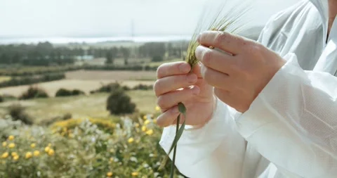 Hands Gently Holding Golden Wheat Ears in a Tranquil and Serene Landscape Stock Footage 286362239