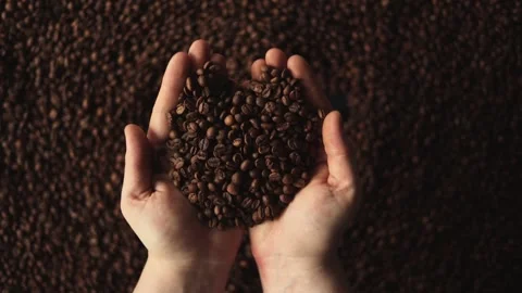 Hands gently holding roasted coffee beans against a dark background of beans Stock Footage 338441448