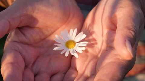 Hands gently holding a white daisy in sunlight Stock Footage 281595729