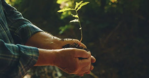 Hands gently holding a young oak sapling with soil forest area during early Video stock 306495258