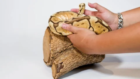Hands Gently Lifting Ball Python From Wooden Log Perch Stock Footage 324352181