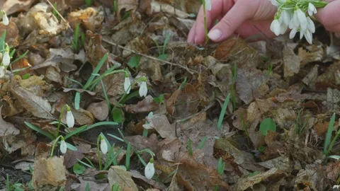 Hands gently picking delicate white snowdrop flowers in a forest floor setting Stock Footage 331474299