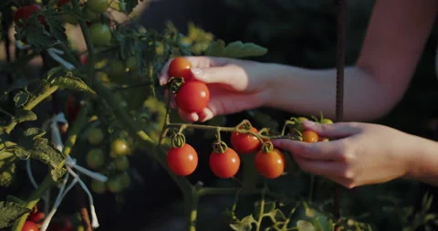 Hands gently picking ripe cherry tomatoes from vine at sunset Stock Footage 313743801