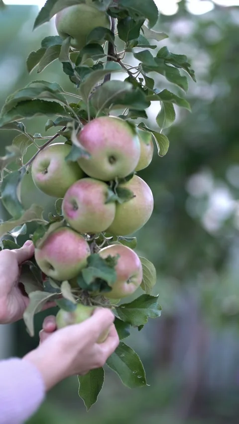 Hands gently picking ripe green-red apples from a leafy tree branch  Stock Footage 342442861