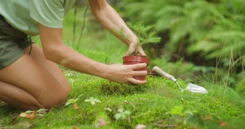 Hands gently place a young sapling into the soil, preparing for growth Stock Footage 271004806