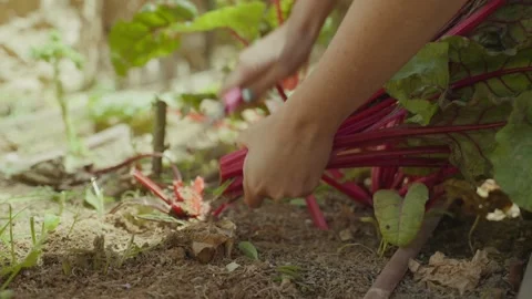 Hands gently pull swiss chard from soil Video stock 336905153